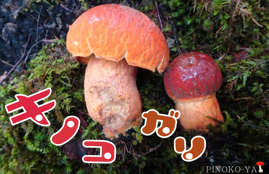 ぴのこ家<br>きのこ狩りWS