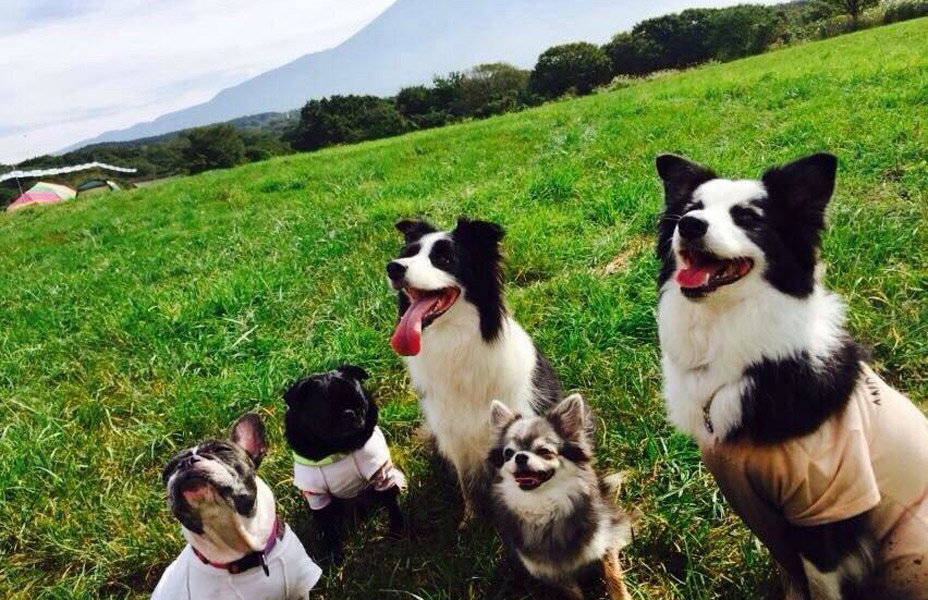 NAC DOG PARK<br>ドッグランとペット関連のワークショップ