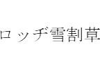 雪割草